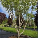 Cornus kousa 'Milky Way' - 5