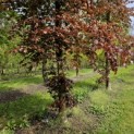 Fagus sylvatica 'Atropunicea' - 1