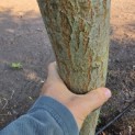 Salix x sepulcralis 'Chrysocoma' - 2