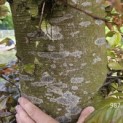 Fagus sylvatica 'Atropunicea' - 5