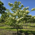 Cornus controversa - 2