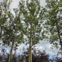 Quercus ilex - Foto 2