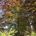 Fagus sylvatica 'Atropunicea' - 2