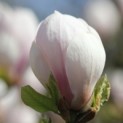Magnolia 'Soulangeana' - 2