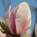 Magnolia 'Soulangeana' - 3