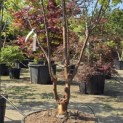 Acer griseum - Foto 1