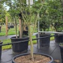 Acer palmatum 'Osakazuki' - Foto 1