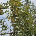 Sorbus 'Wardii' - 1