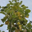 Sorbus 'Wardii' - 2