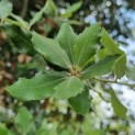 Quercus ilex - Afbeelding 3