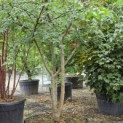 Celtis Occidentalis - 3