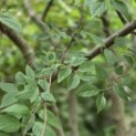 Celtis Occidentalis - 4