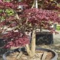 Acer palmatum 'Bloodgood' - 1