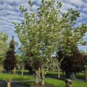 Cornus kousa 'Milky Way' - 2