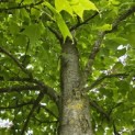 Liquidambar formosana var. monticola - 7