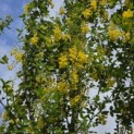 Laburnum Yellow Rocket - 2