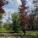 Fagus sylvatica 'Atropunicea' - juni 2024