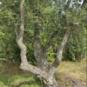 Quercus Suber - 1