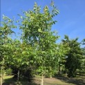 Juglans regia - 3