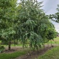 Cercidiphyllum japonicum - Foto 2