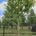 Acer platanoides 'Princeton Gold' - Foto 1