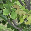 Parrotia persica 'Bella' - 1