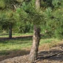 Pinus nigra 'Nigra' - Foto 1
