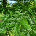 Gleditsia triacanthos ‘Inermis’ 
