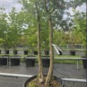 Quercus Suber - 4
