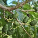 Alnus x spaethii 'Spaeth' - impressie zaaddozen zomer
