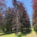Fagus sylvatica 'Atropunicea' - na de snoei