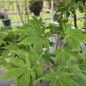 Acer palmatum 'Osakazuki' - Foto 4