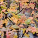 Malus Trilobata - herfstkleuren
