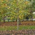 Tilia x europaea 'Euchlora' - 1