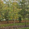 Tilia x europaea 'Euchlora' - 3