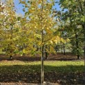 Tilia x europaea 'Euchlora' - 2