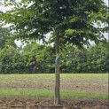 Carpinus betulus - 2