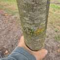 Juglans regia 'Buccaneer' - Foto 4
