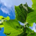 Tilia americana 'Nova' - Afbeelding blad zomer