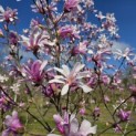 Magnolia loebneri 'Leonard Messel' - Foto 4