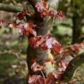 Fagus sylvatica 'Atropunicea' - 4