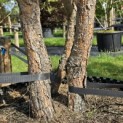 Pinus sylvestris - 2
