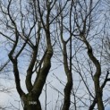 Carpinus betulus 'Frans Fontaine'   (Fastigiata) - 4