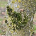 Carpinus betulus 'Frans Fontaine'   (Fastigiata) - 5