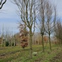 Carpinus betulus 'Frans Fontaine'   (Fastigiata) - 3