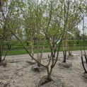 Cornus mas - 1