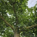 Tilia x Europaea - Foto 4