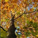 Fagus sylvatica 'Atropunicea' - 2