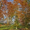 Fagus sylvatica 'Atropunicea' - 1
