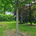 Cercidiphyllum japonicum - Afbeelding 2